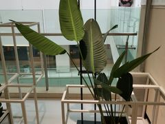 -叶子与茶(苏宁广场店)