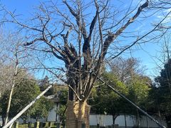 -上海佘山国家森林公园天马山园