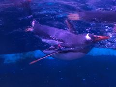 -暹罗海洋世界