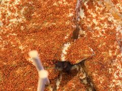 -老绍兴三味臭豆腐(奥林匹克购物广场店)