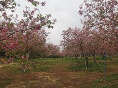 -天适樱花悠乐园