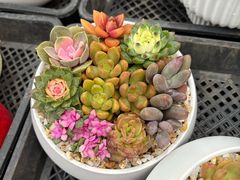 -龙大花卉苗木市场