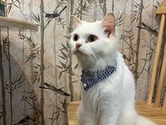 -楼上猫咖(罗湖店)