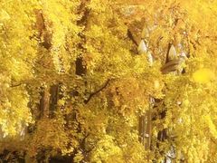 -四川大学(华西校区)