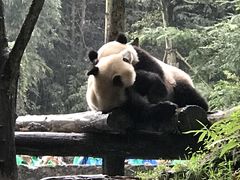 -都江堰中华大熊猫苑