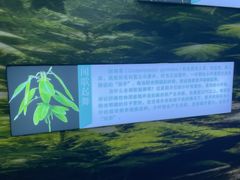 -西双版纳原始森林公园