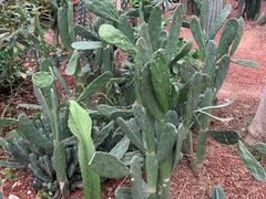 -呀路古热带植物园
