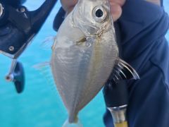 -小猫钓鱼海钓俱乐部(椰梦长廊店)