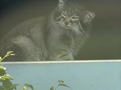 -青藏高原野生动物园
