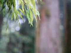 -阿里山神木遗迹