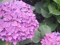 -楠柏弯休闲山庄(梨花溪店)
