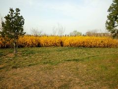 -汉长安城未央宫国家考古遗址公园