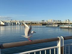 -台场海滨公园船码头