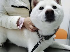 -小叮当动物医院·骨科·眼科