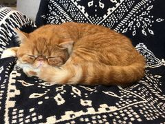 -平行世界·猫咖(首经贸店)