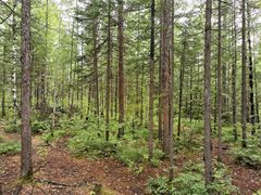 -峡谷浮石林景区