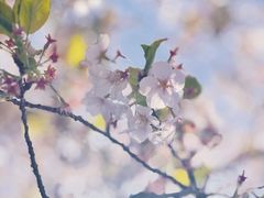 -高东镇樱花园