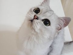 -猫大福·Fortune Cat猫舍(百子湾店)