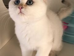 -东方名猫馆·英短金渐层布偶猫舍(环线广场1号楼店)