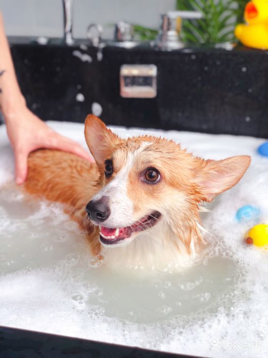 pony pet shop 小马儿宠物-宠物椰奶慕斯泡泡spa -环境-宠物椰奶慕斯