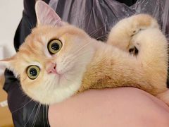 -猫大福·Fortune Cat猫舍(百子湾店)