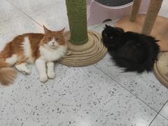 -喵园·猫主题咖啡厅·撸猫·猫咖(国贸店)