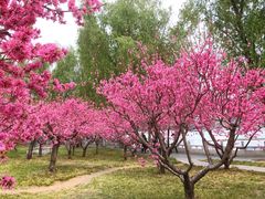 -莲花池公园