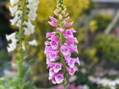 -龙大花卉苗木市场