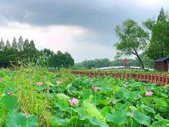 -洪湖生态旅游区