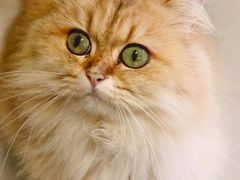 -豆逗聊愈猫阁Easy Life