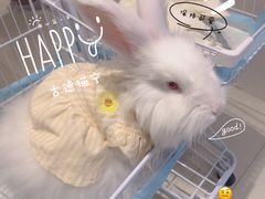 -怪兽屋·羊驼·猫咖·狗咖(俊华广场店)