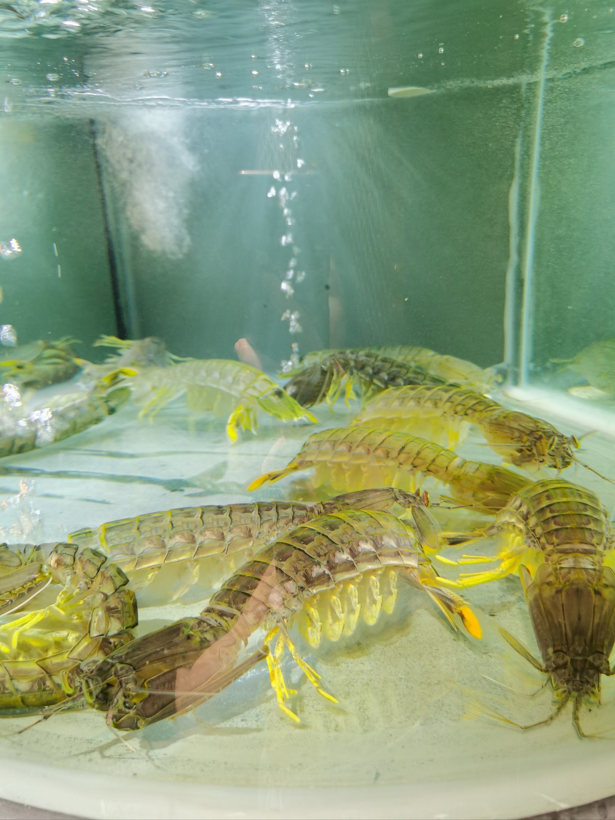 真有手臂那么长的虾虾751575157515