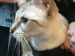 -李小姐の猫咖啡馆(五角场店)