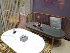 -藏猫猫咖啡主题馆(中央大道店)