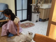 -滚猫咖啡·猫咖·猫友好撸猫(未来城店)