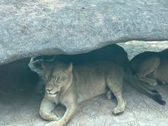 -北京野生动物园