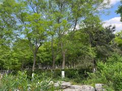 -大兴滨河森林公园