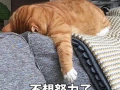 -三花喵·撸猫购宠·宠物生活馆(虹桥南丰城店)