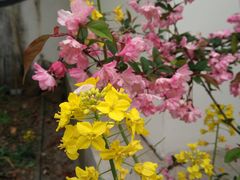 -南汇桃花村