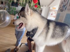 -Husky Go! 哈士奇体验馆·宠物咖啡厅狗咖