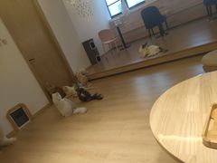 -猫腻·猫咖·撸猫馆(星光大道店)
