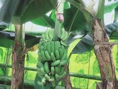 -北京呀路古热带植物园