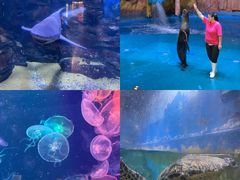 -烟台海昌鲸鲨海洋公园