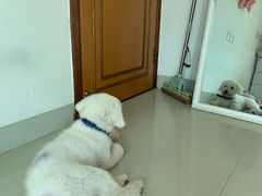 -瑞派康怡24h宠物医院·犬猫医疗中心·微创绝育(瑞景分院)