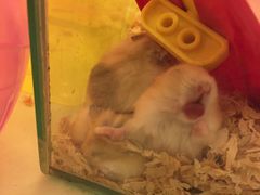 -龙猫仔乐园(惠福东路店)