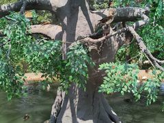 -西霞口神雕山野生动物世界