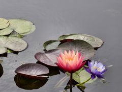 -莲花池公园