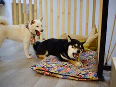 -柴迷FANS CLUB·柴犬狗咖·猫咖