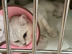 -动物缘宠物医院·骨科·猫科(西二环店)
