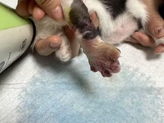 -嘉馨宠物医院·CT影像转诊·心脏科·犬猫全科诊疗中心(下沙大学城院区)